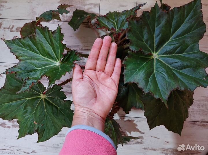 Бегония декоративно лиственная