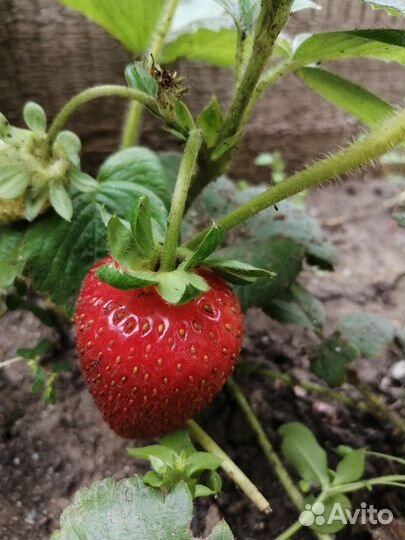 Рассада клубники