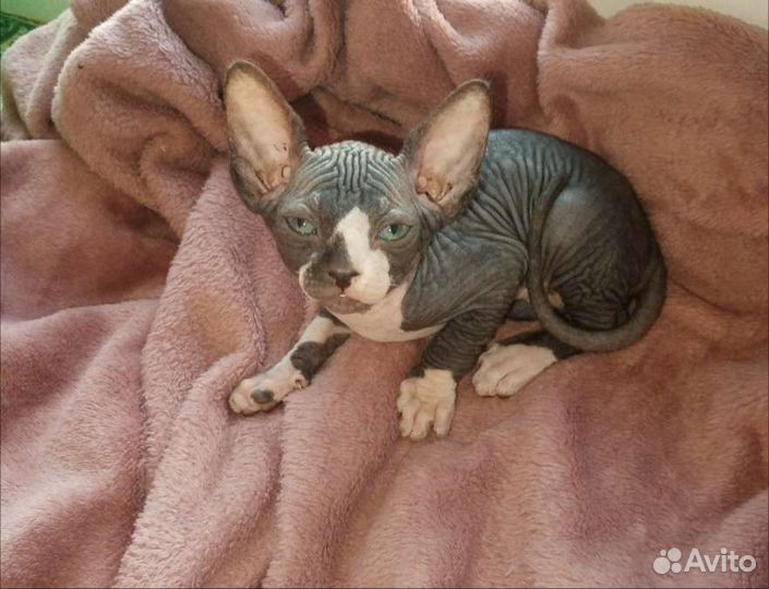 Канадский сфинкс