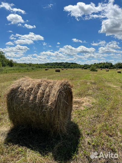 Продается сено