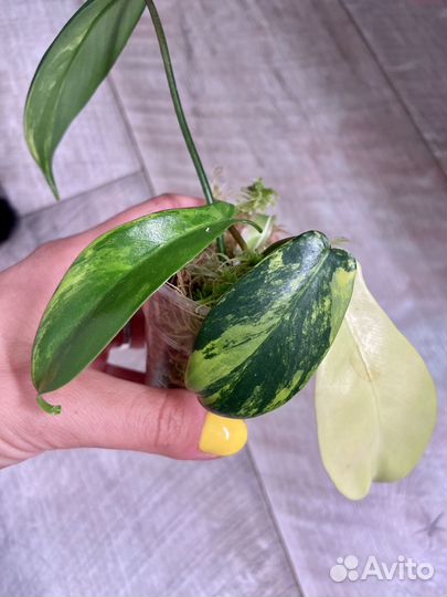Филодендроны сортовые разные