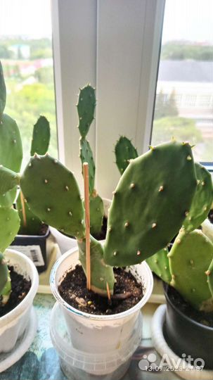 Экзотический кактус