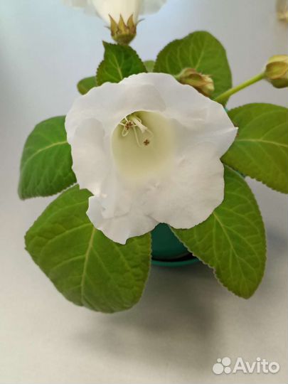 Комнатные цветы, фикусы, традесканции, юкка