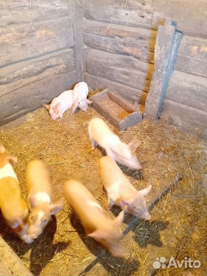 Поросенок ландрас