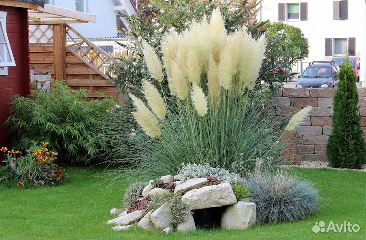 Вейник, Кортадерия, Фалярис, Молочай, гортензия