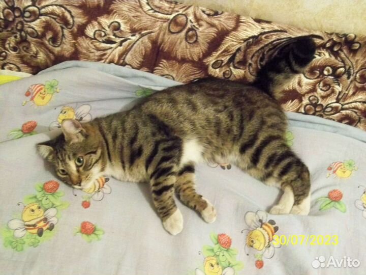 Котик Маркиз в добрые руки