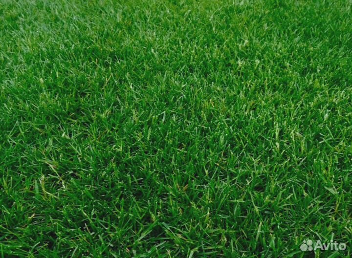 Рулонный газон