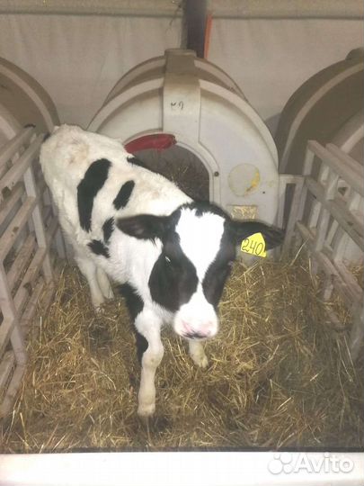 Бычки возрастом 2 месяца