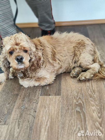 Кокер спаниель