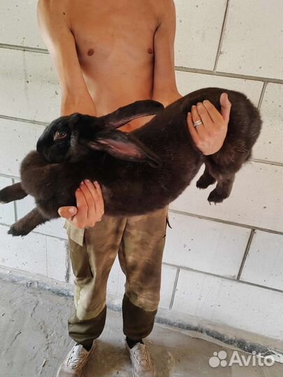 Продаются кролихи