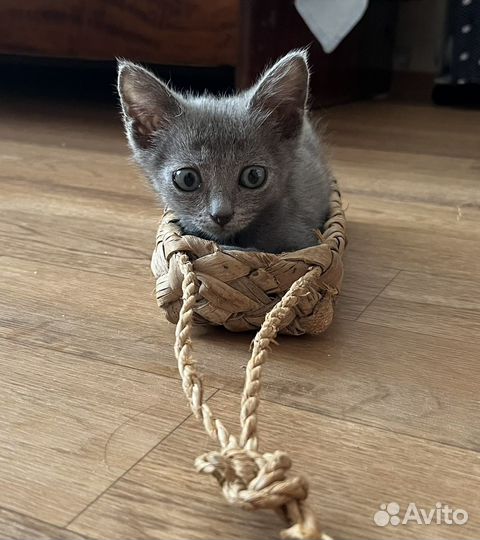 Дымчатый котенок :)
