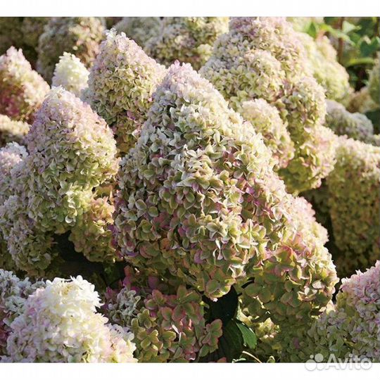 Гортензия метельчатая (14 сортов)