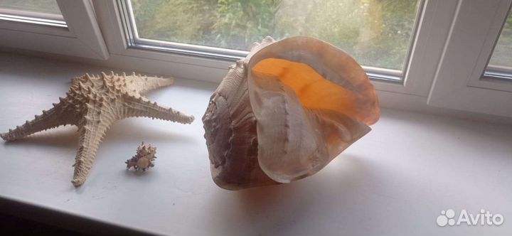 Ракушка и морская звезда