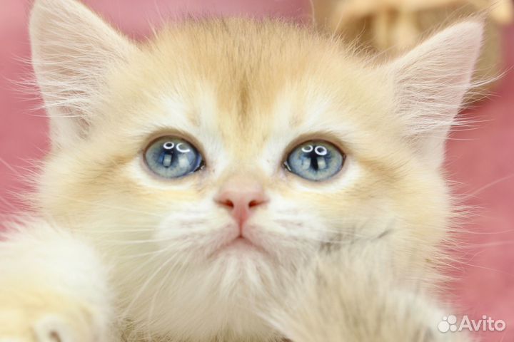 Британская золотая кошечка с зелеными глазами ny11