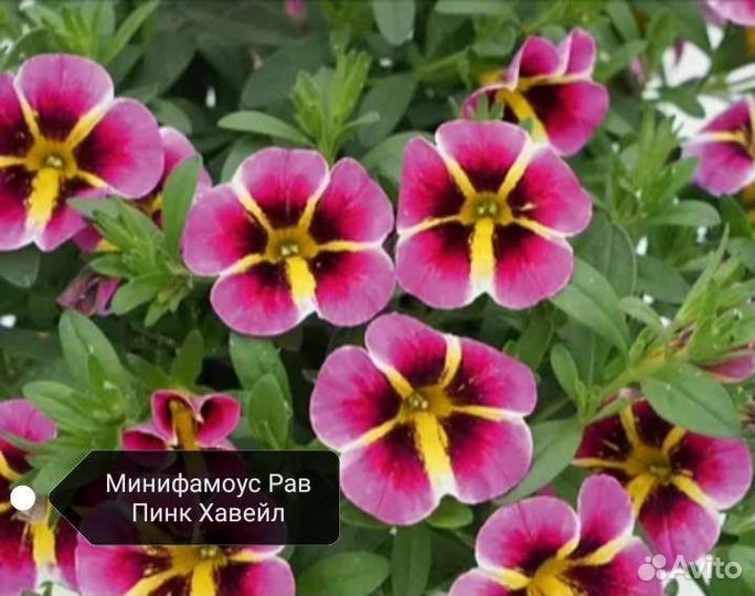 Калибрахоа