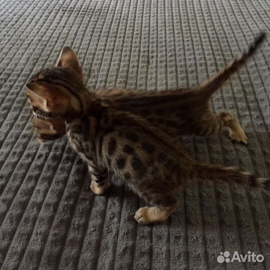 Бенгальские котята