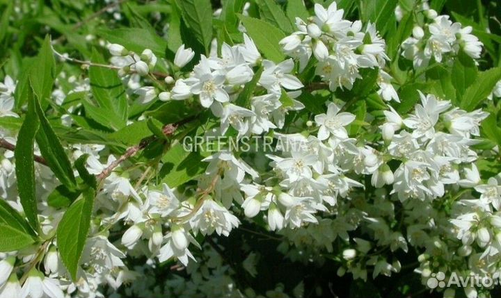 Дейция Шнейдера