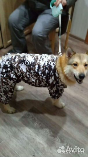 Шью на заказ одежду для собак