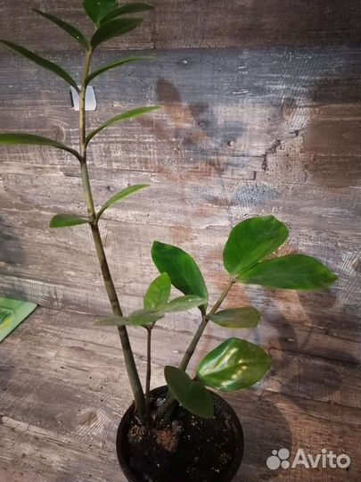 Комнатные растения