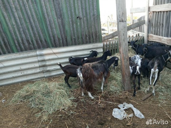 Коза поголовье