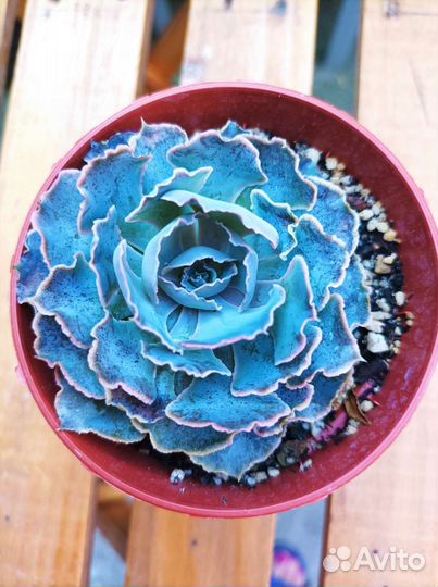 Эхеверия,суккуленты, растения, флорариум