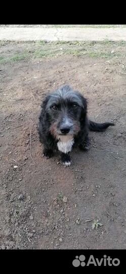 Девочка в добрые ручки