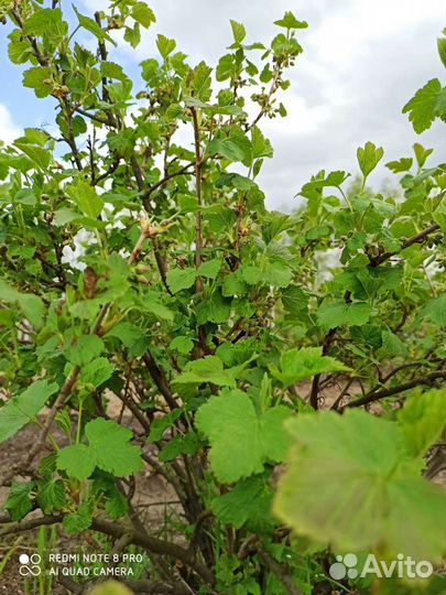 Саженцы черной смородины