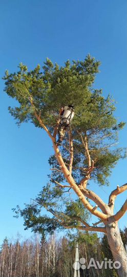 Валка деревьев