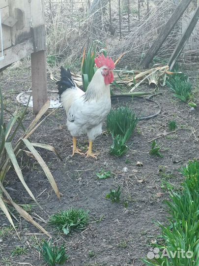 Молодые петухи