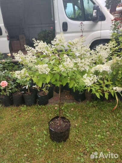 Гортензия Киуши на штамбе