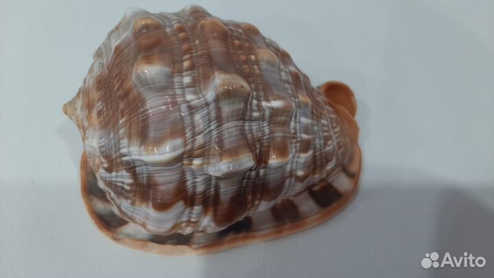 Раковина морская