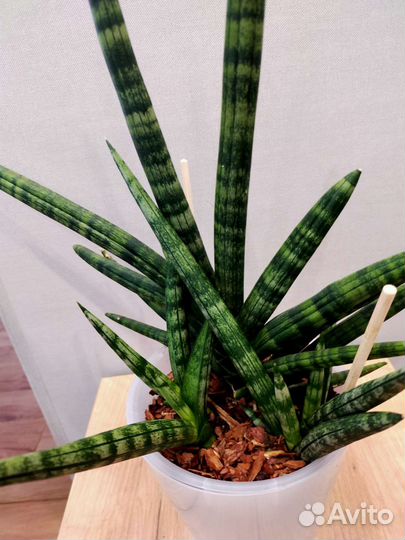 Сансевиерия сортовая бонселенсис