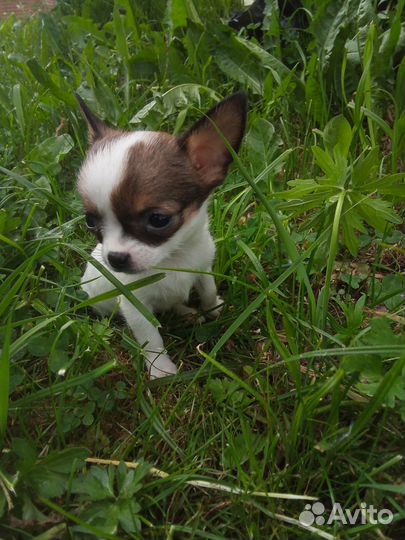 Чихуахуа мини девочка