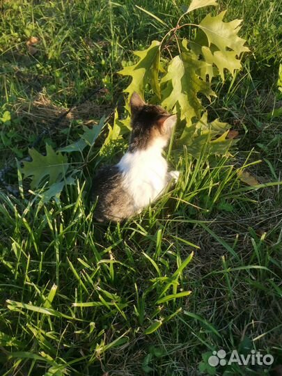 Кошечка в добрые руки