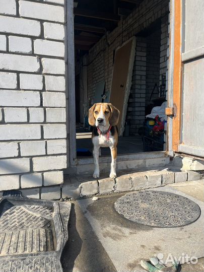 Бигль вязка