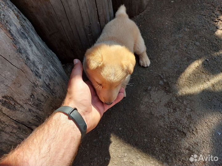 Отдам щенка в добрые руки