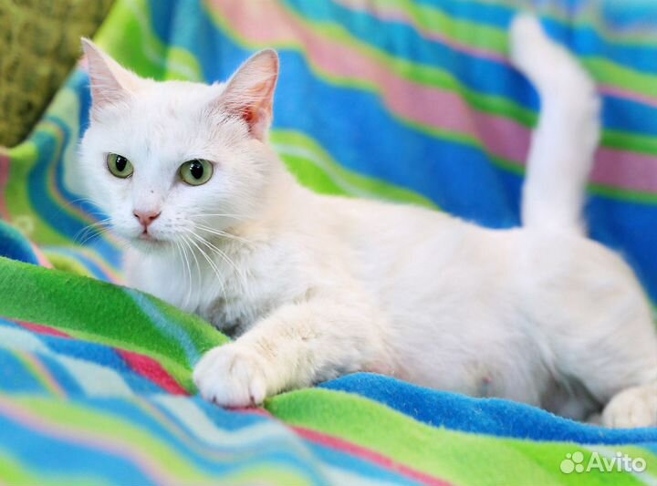 Снежанна - беляночка в дар добрым людям