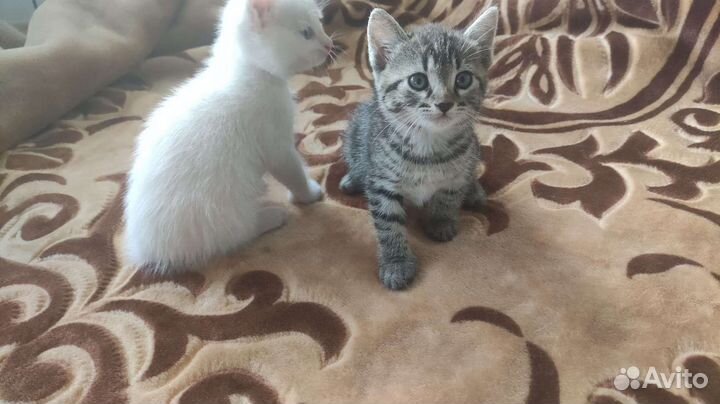 Котята в дар