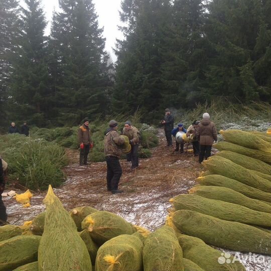 Живые сосны