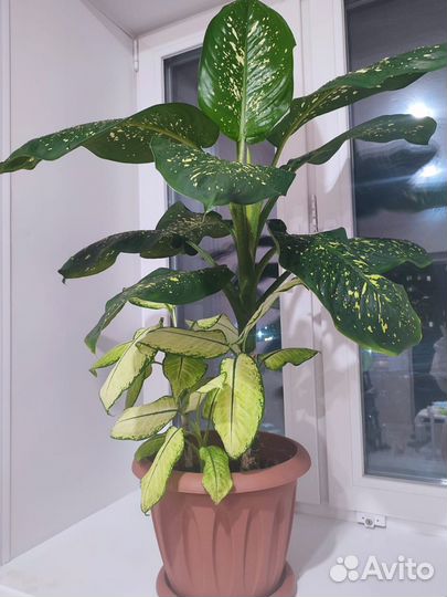 Живые цветы в горшках