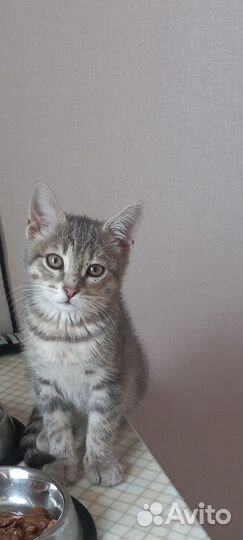 Кошки в добрые руки