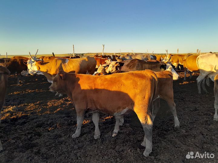 Корова с теленком