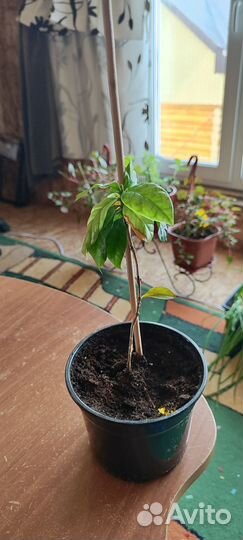 Каланхоэ, кислица, кофе, роза