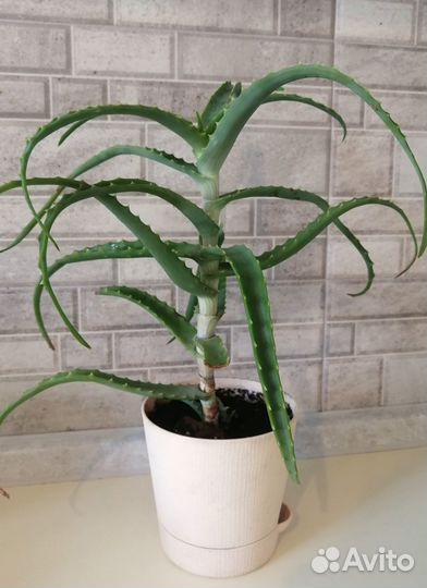 Комнатные цветы алоэ