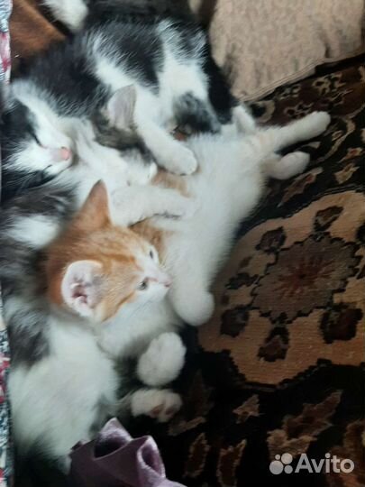 Котята в добрые руки