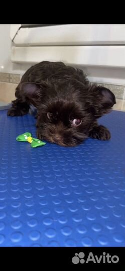 Шоколадные мальчики