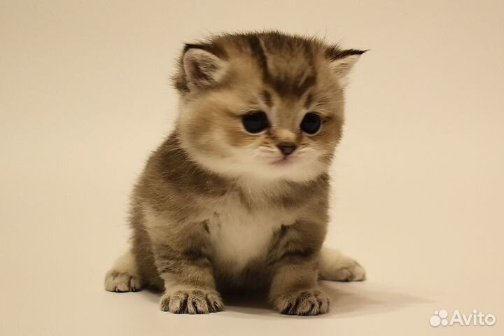 Котёнок Британская золотая шиншилла мальчик