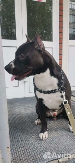 Амстафф вязка