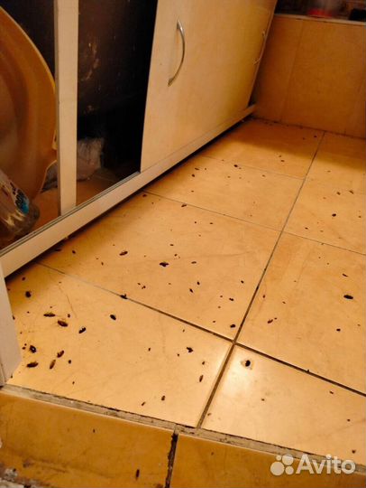 Уничтожение тараканов,клопов,мышей,плесени,запахов