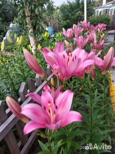 Лилии на срез